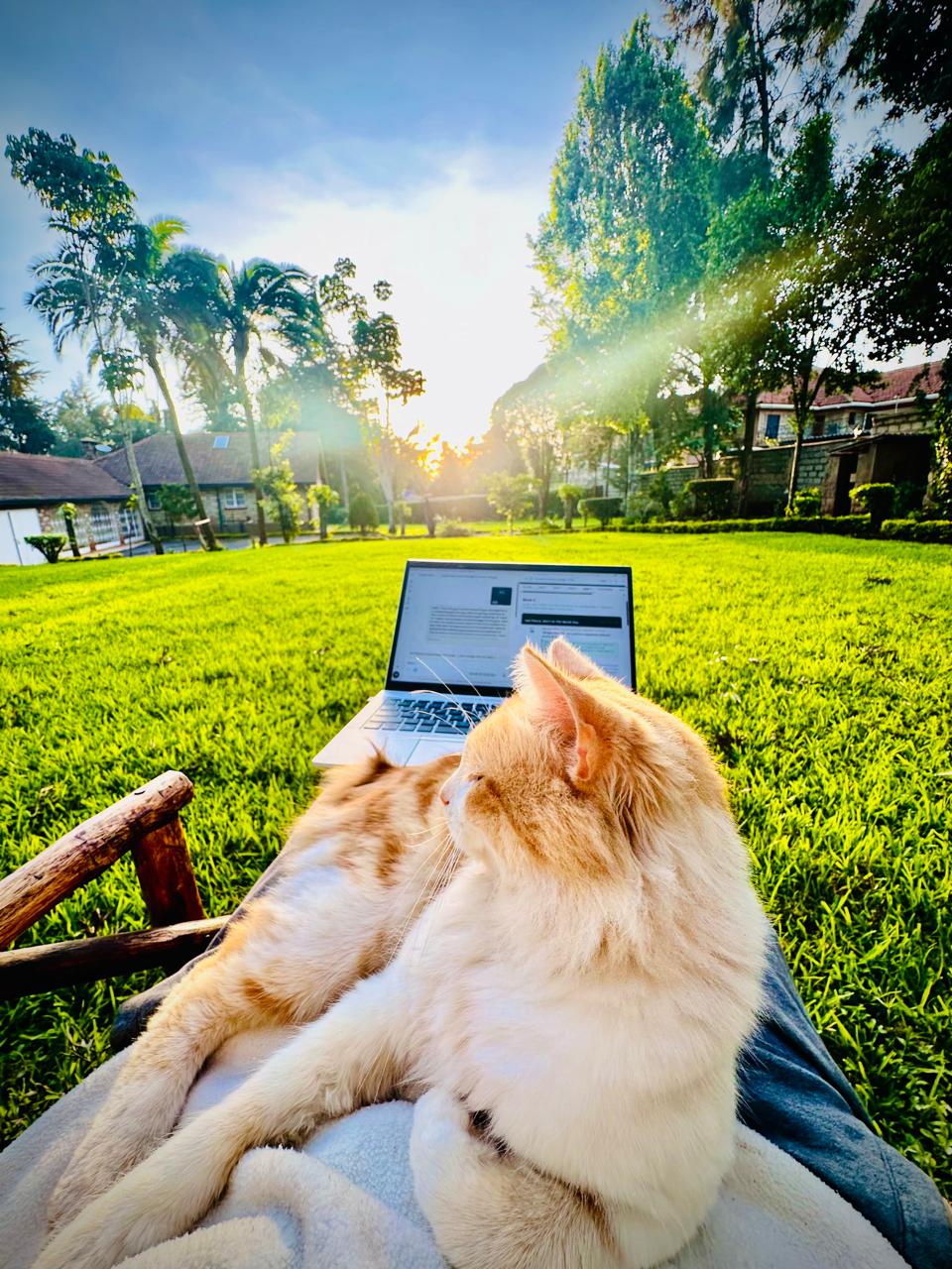 Pet Picnics